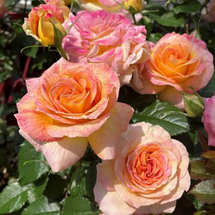 ローヴ・ドゥ・レテ（京阪園芸）【冬苗】