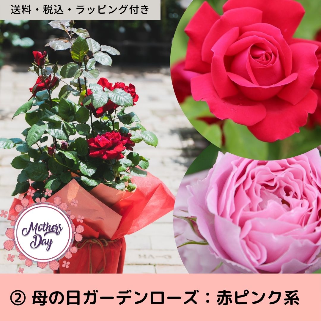 2【送料税込】母の日ガーデンローズ　（赤・ピンク系）