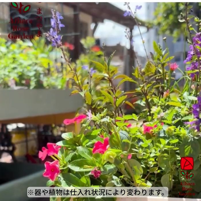 【送料込】お盆の寄せ植え 2