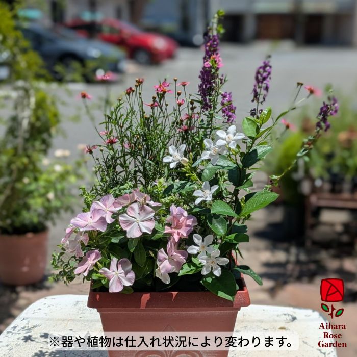 【送料込】お盆の寄せ植え