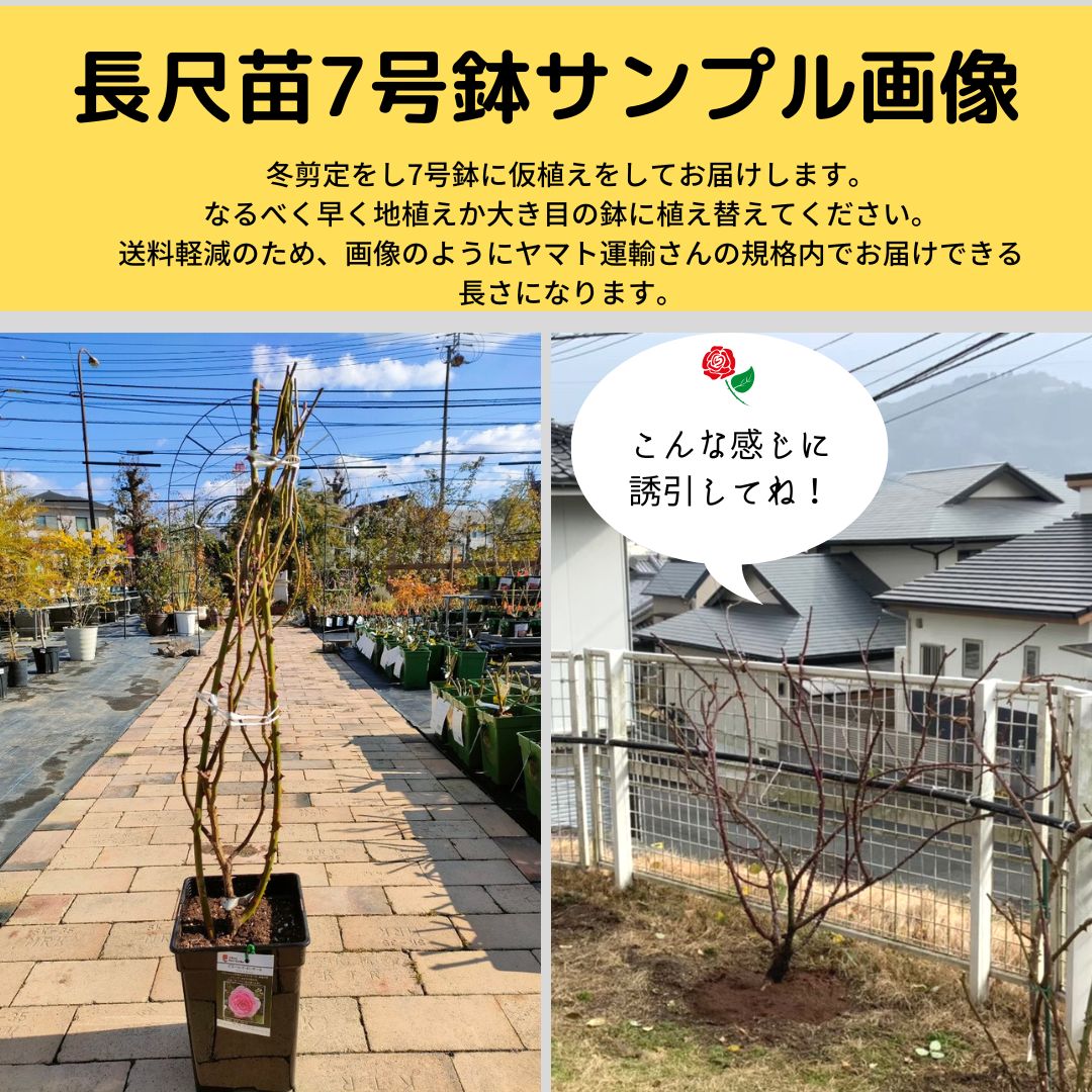 カクテル（CL）【7号鉢】 5