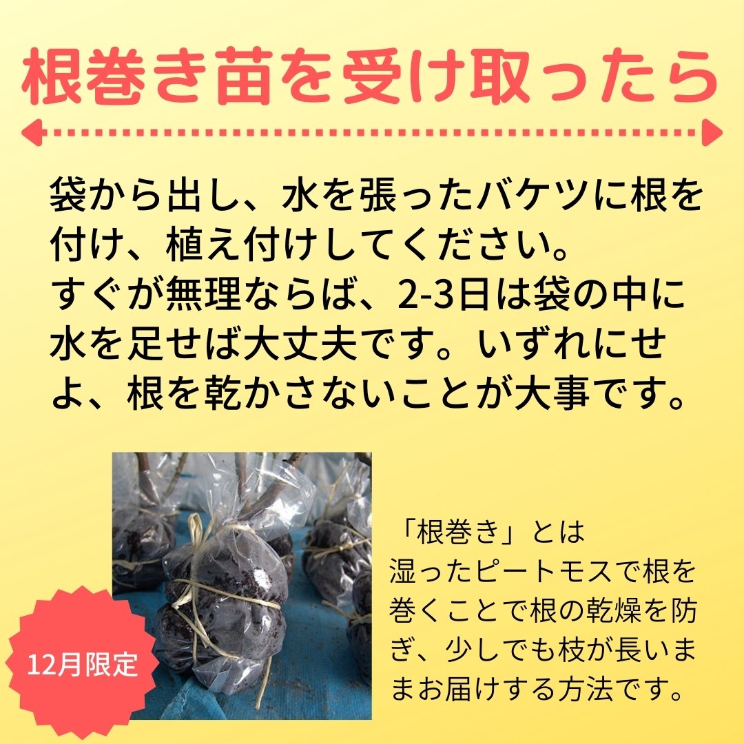 シャトー・ドゥ・シュベルニー（デルバール）【半長尺苗・12月のみ販売】 4