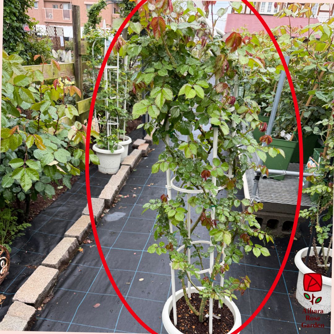 【送料込】ピエール・ド・ロンサール（CL）【120cmオベリスク仕立て】 6