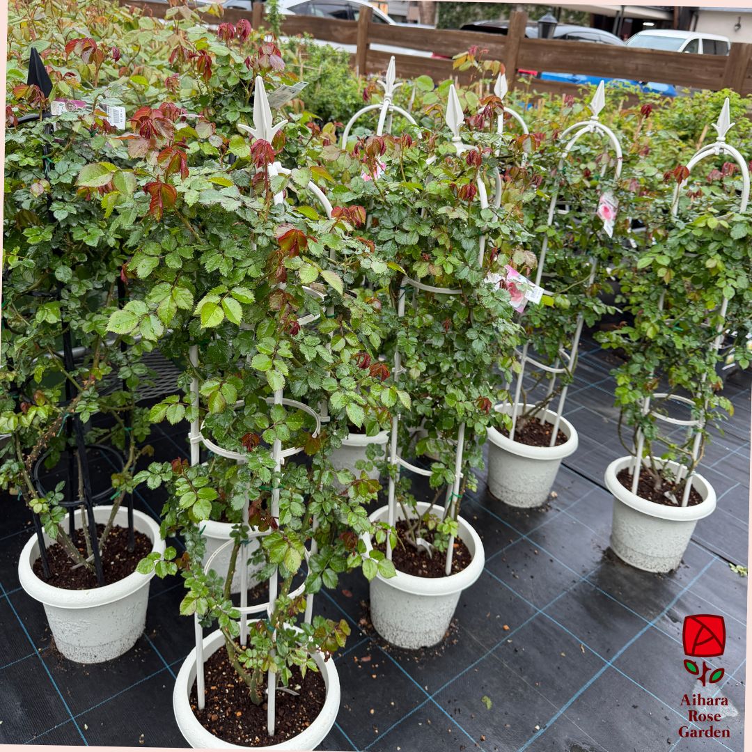 【送料込】ピエール・ド・ロンサール（CL）【120cmオベリスク仕立て】 7