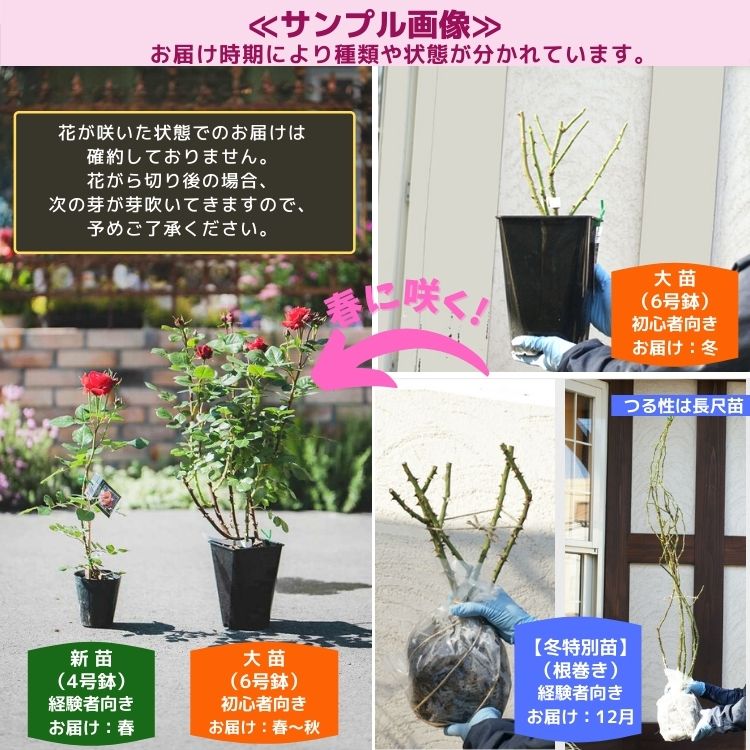 ニュー・イマジン（ドリュ）【大苗】 2