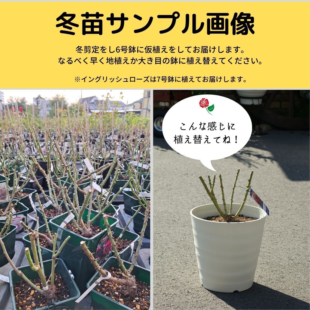 イザベル・ドゥ・ランプレ（ゴジャール）【冬苗】 2