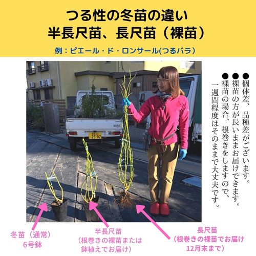 シャトー・ドゥ・シュベルニー（デルバール）【半長尺苗・12月のみ販売】 3