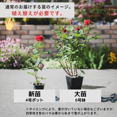 【オプション３】植え替え・肥料・消毒セット（送料無料対象外） 2