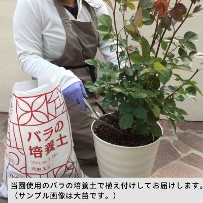 【オプション３】植え替え・肥料・消毒セット（送料無料対象外） 5