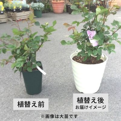 【オプション２】植え替え・肥料セット（送料無料対象外） 6