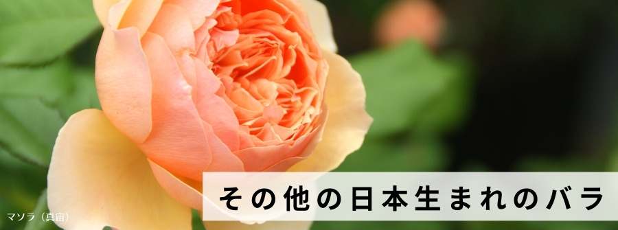 その他の日本生まれのバラ