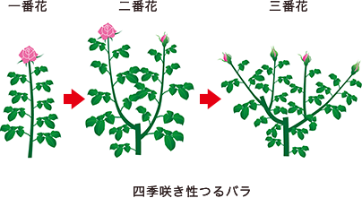 四季咲き性つるバラ